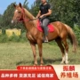 伊犁一匹养殖国产蒙古马