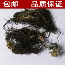 中药材野生福寿草 献岁菊 雪莲长春菊冰凉花 正品纯净货