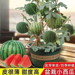 超甜麒麟蜜罐小西瓜籽无籽小西瓜四季种植阳台庭院盆栽水果籽