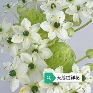High-End Fresh Cut Flower Base, Freshly Picked and Shipped to the Office, Flower Shop Wholesale Group Purchase, Wedding Velvet Flowers
