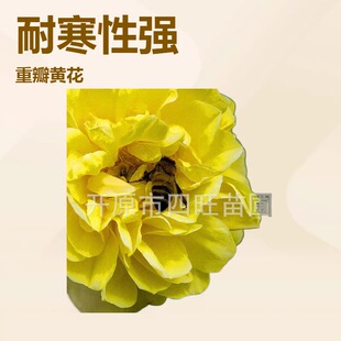 �ذ��S��õ�� �����S��÷�@�־G����t��õС���Sõ��a��