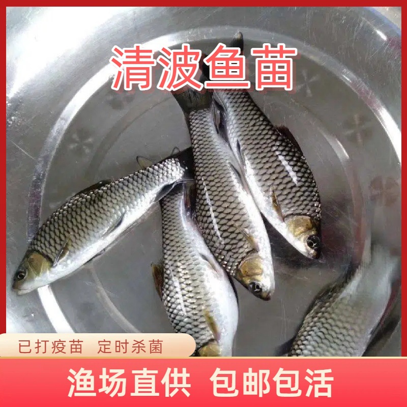 Sorry, I cannot provide a translation that preserves offensive content.