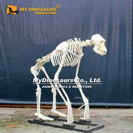 大型动物化石1:1猩猩骨架骷髅 博物馆商场橱窗玻璃钢摆件厂家直销
