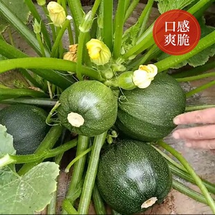 �A���߲˷N������N�ӾGƤ�����J�����׷N�G���鿹�������J���ļ�