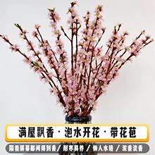 ����ˮ�_������֦�t÷�G÷����ˮ�_��ѩ���r�иɘ�֦�҃�ˮ���Ʒ