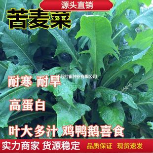 ���{�˷N�� ���������� �iţ���u���Z����˿����˿��I�˿��u��