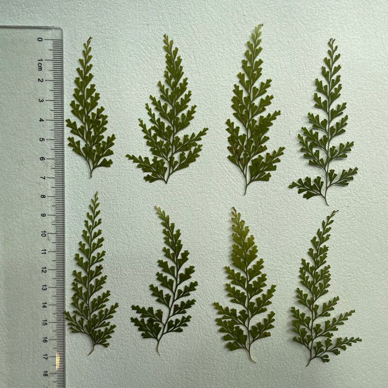 Green Fern Dried Flower Embossed Flower Nail Art and Beauty Materials Natural Real Flower Plant Specimen Glue Handmade Materials