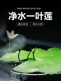 һ�~ɏ��Ƽˮ��ˮ��ֲ��ˮ���J�~���쾰ˮܽ�����ˮ��˯��ɏ��ˮ