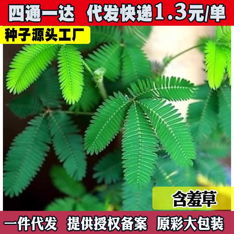 四季含羞草种子害羞草跳舞草花种子学生寝室庭院阳台盆栽含差草籽