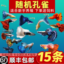 ��ȸ�~���N�^�p�~С�͵�ˮ���B�Ꭷ�~���w�������R���~С�~�~��