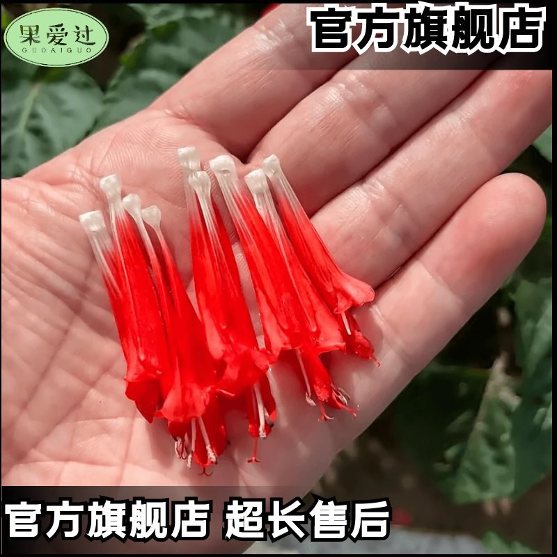 Una cadena de semillas rojas cadena de semillas rojas resistente a altas temperaturas resistente a la sequía flores polvo largo blanco púrpura mezcla jardín en maceta semillas de plantas mar de flores