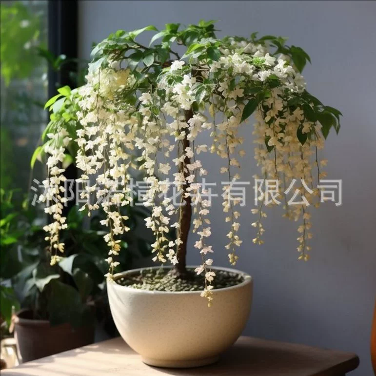 Шелковые семена жасмина, вьющиеся растения, легко живут, цветут в любое время года, сеют и цветут, семена комнатных и уличных растений.