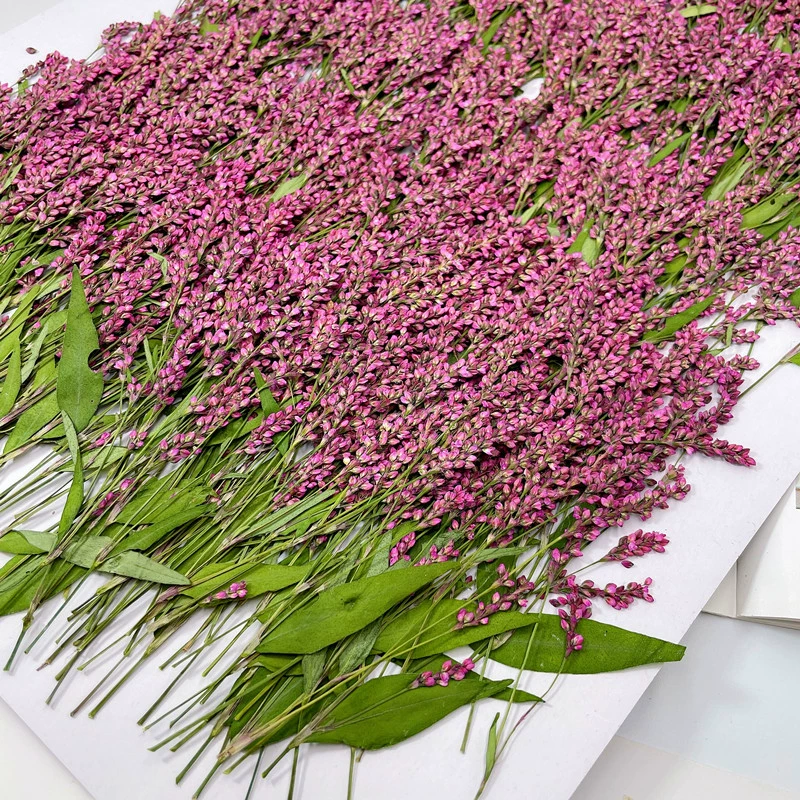 Сухой цветок DIY Подарок Украшение настоящий цветок красный Горец цветок растение образец лист фоторамка Закладка карта День учителя