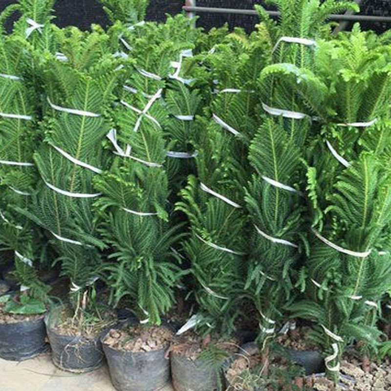 Plantas de pinos de abeto austríaco flores bonsai sala de estar patio balcón flores verdes maceta perenne árbol de Navidad