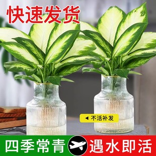�������y�ʺ��f����ˮ��ֲ���҃Ⱥ��B�����k���������ļ�����Gֲ