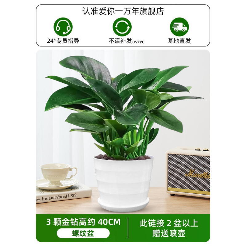 높이 약 45CM의 대형 골드 다이아몬드 3개 + 나사형 세면대 + 영양액(2개 구매 시 물뿌리개 무료)