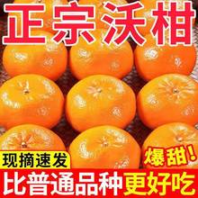 现摘现发武鸣沃柑甜新鲜应季橘子桔子水果薄皮整箱包邮批发