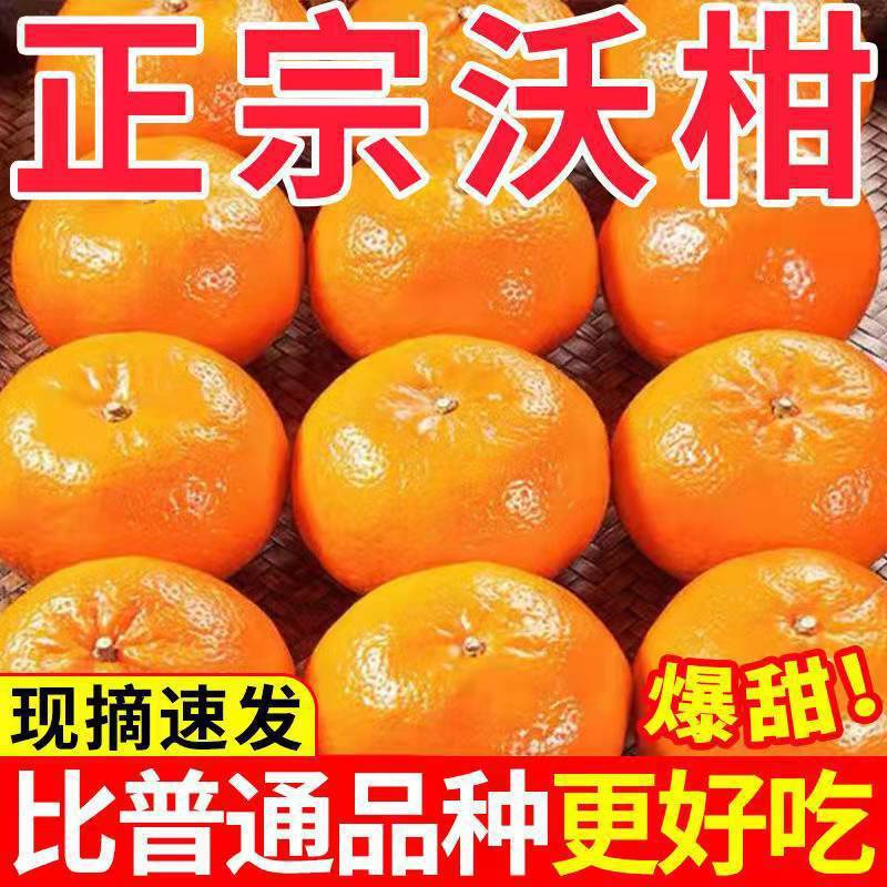 现摘现发武鸣沃柑甜新鲜应季橘子桔子水果薄皮整箱包邮批发