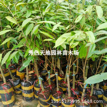 泰国猫山王榴莲树苗水果金枕南北方种植四季结果盆栽嫁接果树果苗
