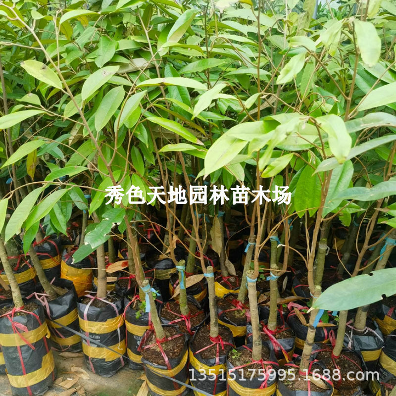 泰国猫山王榴莲树苗水果金枕南北方种植四季结果盆栽嫁接果树果苗