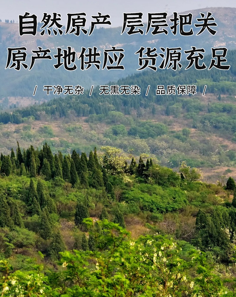 Gao Ben Chinese Lovage Root Slices Dried Gaoben Herb for Traditional Decoction 100g 250g 500g in use