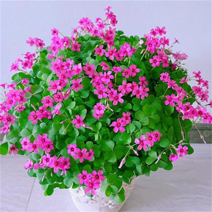 ���~���{�ݷN�����\�ݶ����������Ϻ���������ɫ�m�{��ը�u�ݷN��