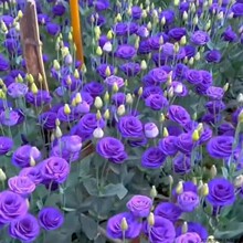 �ذ���۹����N���ļ����N�_���׻��̨���ܷN�����Ի��N�ѻ���