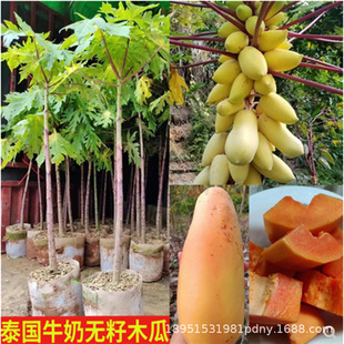 �t��ľ��������ݱ���ţ�̼t��ľ�ϴ���ˮ������ľ�����ļ��Nֲ��