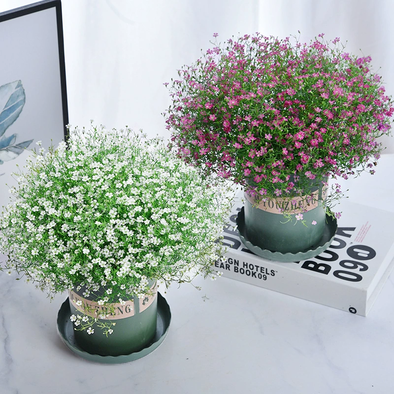 Горшечные растения в горшках