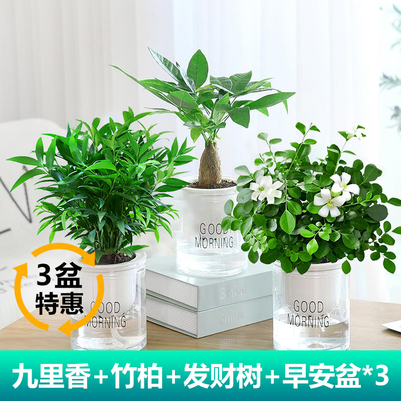 모기퇴치대나무와 편백나무 + 돈나무 + 구리향(좋은 아침 대야) + 영양액