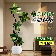 孟加拉榕客厅绿植黄金榕客厅高级感室内大型植物落地盆栽好养易活