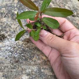 小精品随机发  水杨梅烈香杜鹃等盆景素材山采碳化老桩桩名