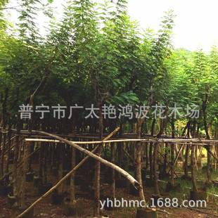 �V�|ʡ�Ռ��ЏV̫�G������ľ�S�����L����G�����е�����b���ľ