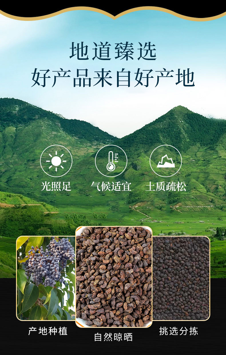 Nü Zhēn Zǐ (Ligustrum lucidum) — Dried Glossy Privet Fruit, Food Herb for Tea & Soup overview