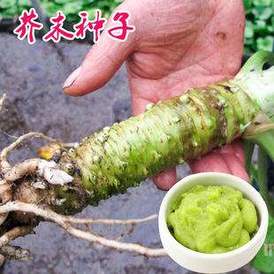 ĩNɽNцܱ͟{ζϴﶬļ̨߲