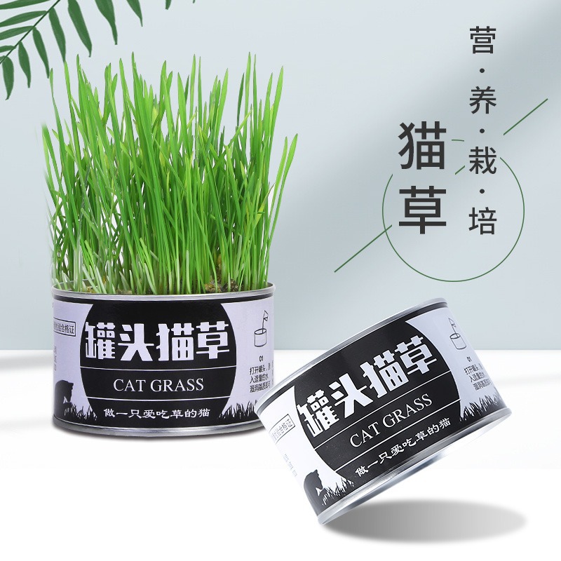 plantas de hierba de gato enlatadas en maceta perezosa hierba de gato enlatada trigo gatos jóvenes bulbos de lana de plantación de suministros para gatos