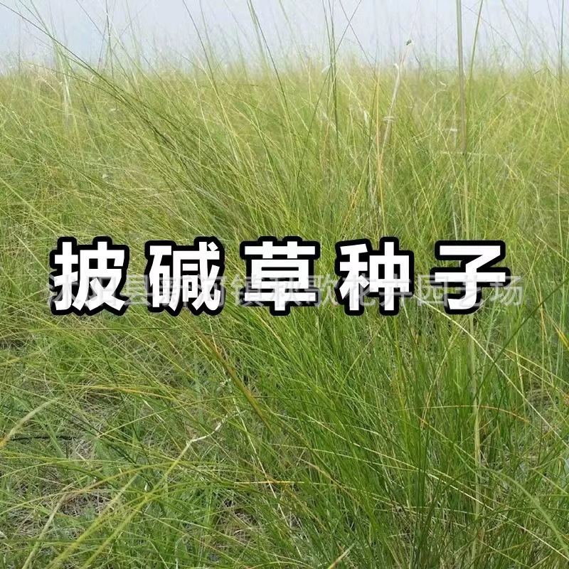 Оптовая Продажа Семена Elymus Щелочная Трава Защита Наклона Кормовая Трава Семена Кормовые Семена