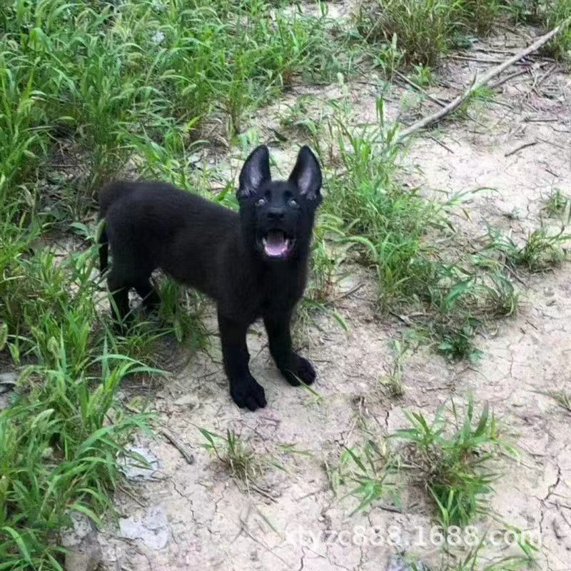 纯种黑狼犬幼犬活体批发价格纯黑色墨界大型中华狼狗护卫犬-阿里巴巴