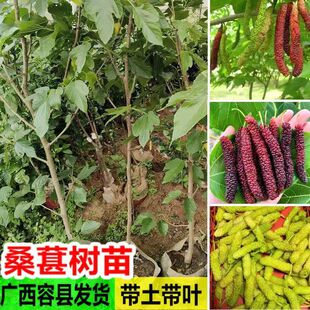 ��ɣ��̨�����ɣ�L��ɣ�޽���o�Ѵ��ɣ�����ļ���ɣ���Ϸ��Nֲ