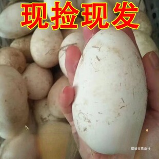 �Z���r��ɢ�B���Z���F��F�l6ö�Z��80-120�����l