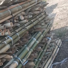 产地批发毛竹农用苗木支撑杆山药种植农用搭架插网毛竹竿竹稍