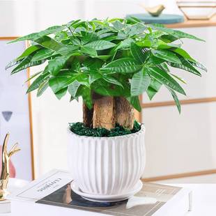 Money Tree Potted Easy-To-Live Plants Indoor Living Room Green Plants Small Bonsai Evergreen Office Potted Florals
