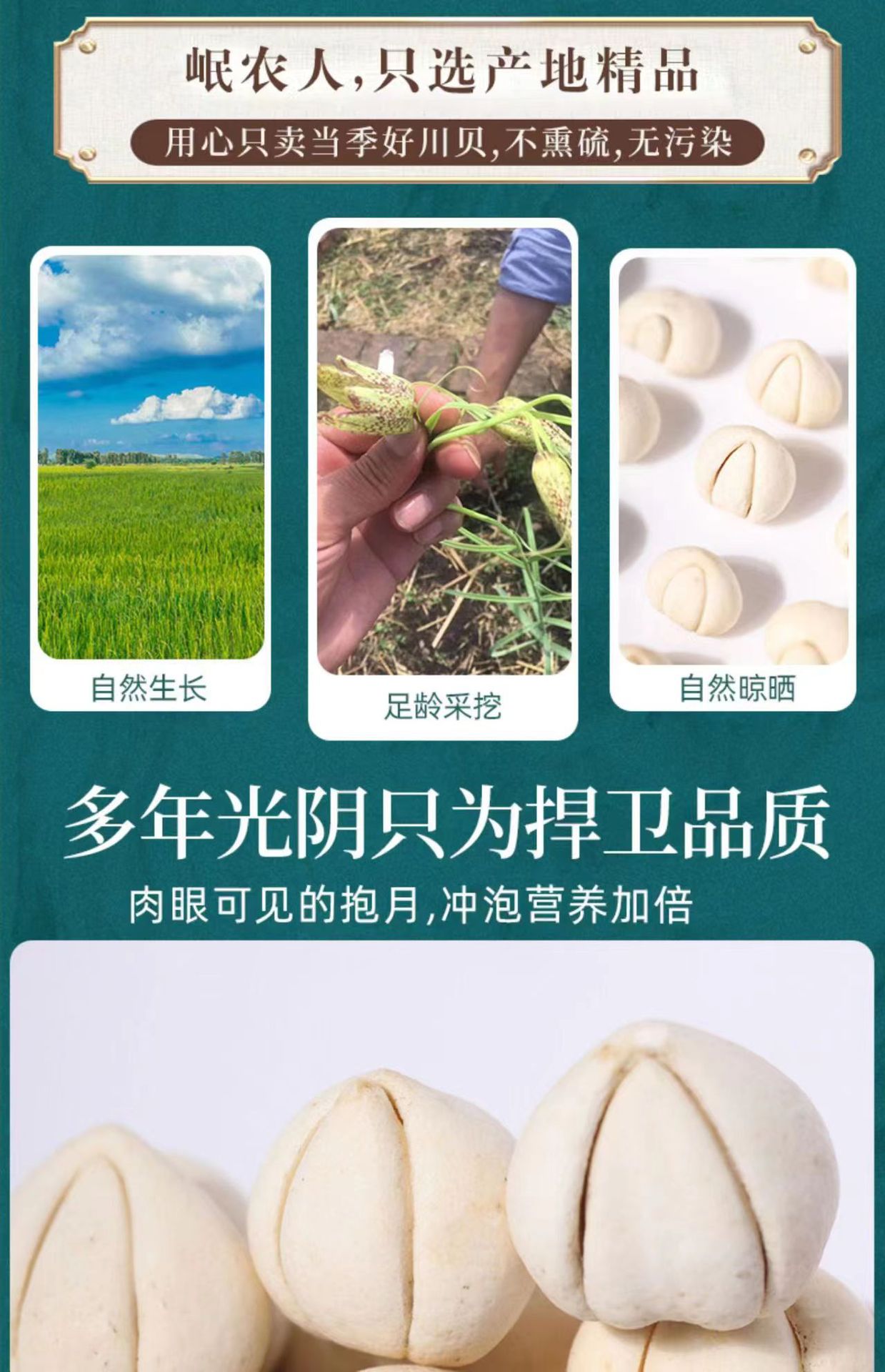 Sichuan Chuan Bei Mu Fritillaria Dried Bulbs 100g Traditional Chinese Herb for Decoction and Herbal Soup key features
