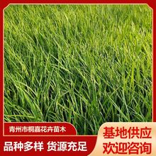 ���ع����G���R�m���޸����� ���̾G���ͺ��ͺ��R�m�^�p���R�m