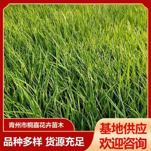 ���ع����G���R�m���޸����� ���̾G���ͺ��ͺ��R�m�^�p���R�m