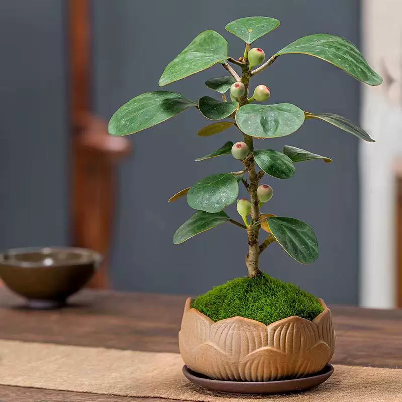 Бодхи бонсай комнатное настольное чайное дерево, легкое в уходе растение с плодоношением, цветущее растение, привлекающее удачу, зеленое растение