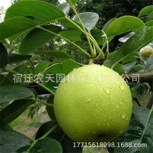 �t����������¼t�����Y���Nֲ �Ϸ��������� ���Ե��Թ�����