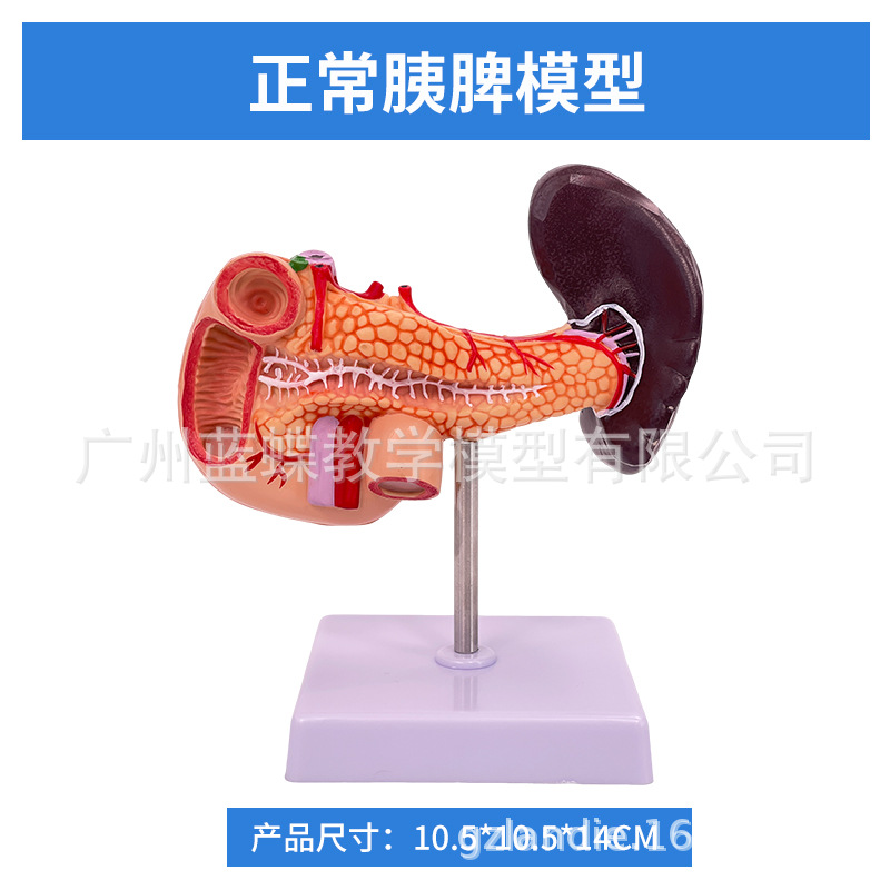 ҽѧ��������������ģ�͸��ŵ��ҵ��ܽṹ����ϵͳ������ʾ�̾�