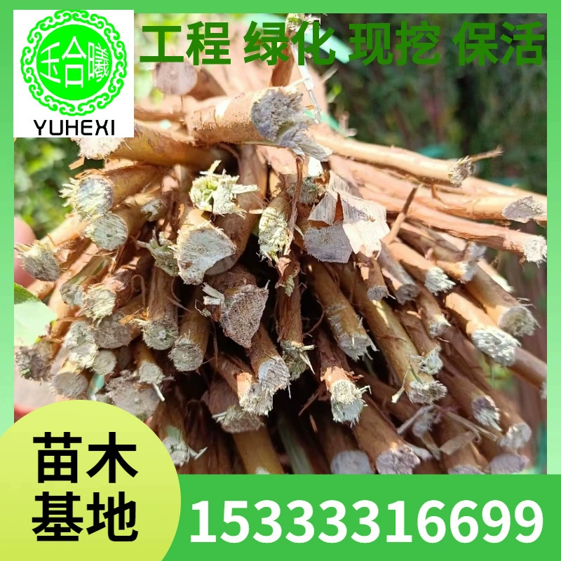 Свежие и сушеные ветки снежной ивы, цветочные композиции, гидропонные растения, легко цветущие комнатные цветы, снежная ива оптом онлайн, ива.