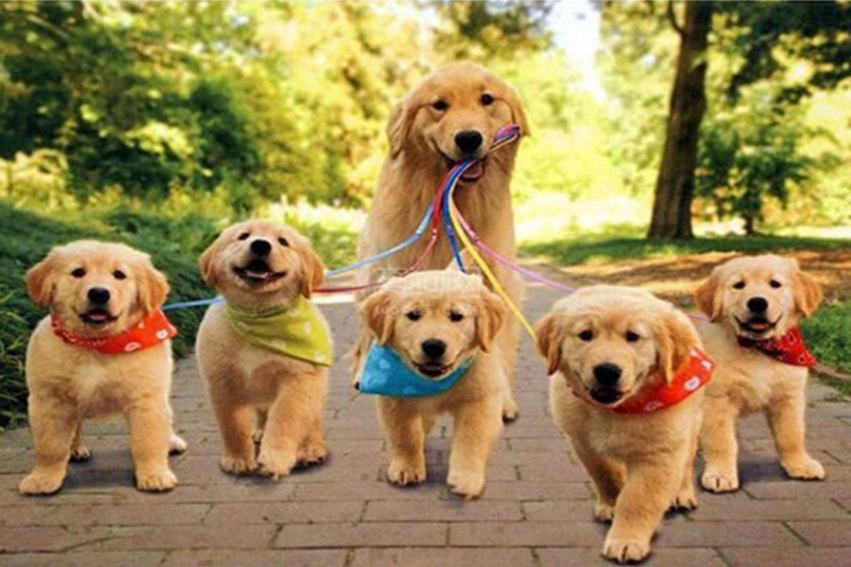 Dog Mother and Puppies Diamond Painting